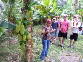 Sunvalley Plantation | Pashon Ocho Rios Tours and Transfers