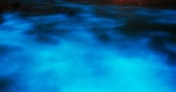 Luminous Lagoon | Pashon Ocho Rios Tours and Transfers