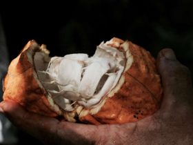 sun-valley-plantation-pashon-jamaica-lg2