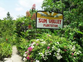 sun-valley-plantation-pashon-jamaica-lg6
