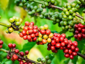 sun-valley-plantation-pashon-jamaica-lg7